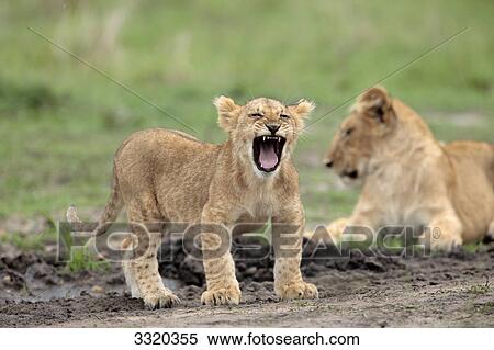 Lioness (Panthera leo) with cub, Masai Mara National Reserve, Kenya View Large Photo Image Stock Photography - Lioness (Panthera leo) with cub, Masai Mara National Reserve, Kenya . Fotosearch