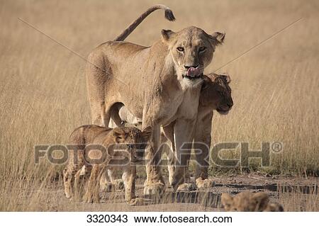 Lioness (Panthera leo) with cubs, Amboseli National Park, Kenya View Large Photo Image Stock Image - Lioness (Panthera leo) with cubs, Amboseli National Park, Kenya . Fotosearch