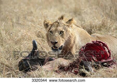 Picture - Lioness (Panthera leo) with prey, Masai Mara National Reserve, Kenya . Fotosearch