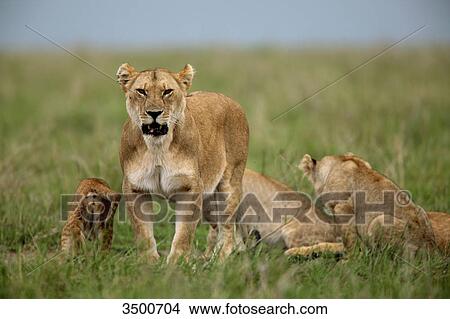Lions, panthera leo, Masai Mara National Reserve, Kenya, East Africa, Africa View Large Photo Image Picture - Lions, panthera leo, Masai Mara National Reserve, Kenya, East Africa, Africa . Fotosearch