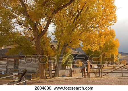 Log cabins in ghost town, Montana, USA View Large Photo Image Stock Photograph - Log cabins in ghost town, Montana, USA . Fotosearch