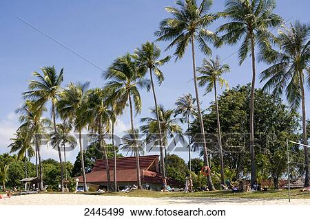 Low angle view of palm trees, Pantai Tengah, Langkawi Island, Malaysia View Large Photo Image Stock Photo - Low angle view of palm trees, Pantai Tengah, Langkawi Island, Malaysia . Fotosearch