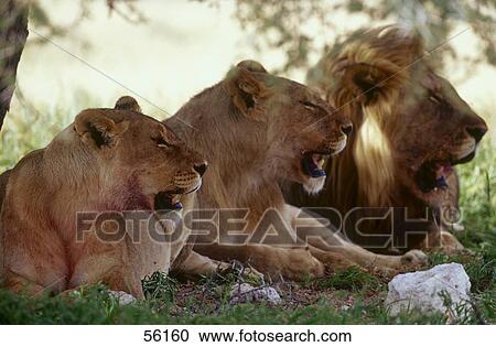Male and female lion (Panthera leo) resting in forest View Large Photo Image Stock Image - Male and female lion (Panthera leo) resting in forest . Fotosearch