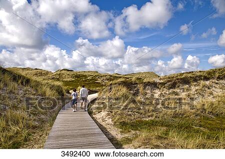 Man and boy hiking on a boardwalk in the dunes, Kampen, Sylt, Germany View Large Photo Image Stock Image - Man and boy hiking on a boardwalk in the dunes, Kampen, Sylt, Germany . Fotosearch