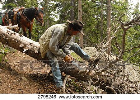 Stock Photograph - Man cutting tree trunk in forest, Colorado, USA . Fotosearch