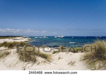 Stock Photo - Marram grass on sand dunes on beach, Isla de Espalmador, Balearic Islands, Spain . Fotosearch