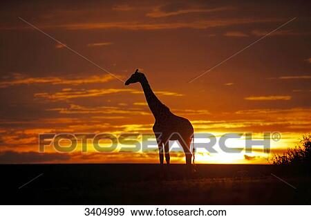 Masai giraffe (Giraffa camelopardalis tippelskirchi) at sunset, Kenya, side view View Large Photo Image Stock Photo - Masai giraffe (Giraffa camelopardalis tippelskirchi) at sunset, Kenya, side view . Fotosearch