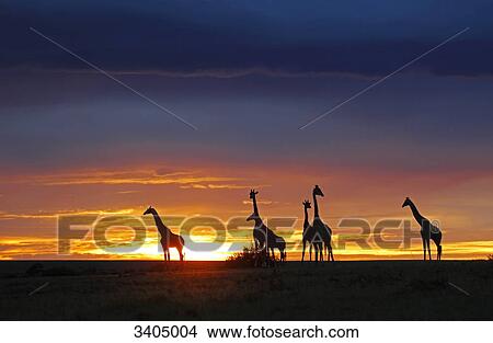 Picture - Masai giraffes (Giraffa camelopardalis tippelskirchi) at sunset, Kenya . Fotosearch