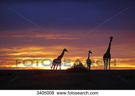 Masai giraffes (Giraffa camelopardalis tippelskirchi) at sunset, Kenya View Large Photo Image Stock Photo - Masai giraffes (Giraffa camelopardalis tippelskirchi) at sunset, Kenya . Fotosearch