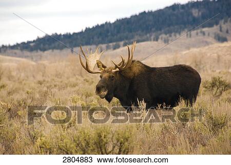 Moose (Alces alces) in forest, Grand Teton, Wyoming, USA View Large Photo Image Stock Image - Moose (Alces alces) in forest, Grand Teton, Wyoming, USA . Fotosearch