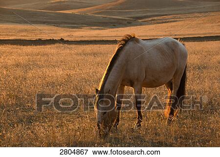 Stock Photo - Mustang (Equus ferus caballus) grazing grass in field, Oshoto, Wyoming, USA . Fotosearch