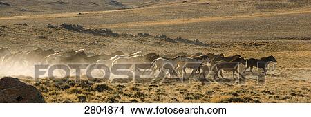 Mustang (Equus ferus caballus) horses running in field, Antelope Hills, Wyoming, USA View Large Photo Image Picture - Mustang (Equus ferus caballus) horses running in field, Antelope Hills, Wyoming, USA . Fotosearch