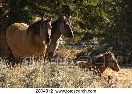 Mustang (Equus ferus caballus) horses in field, Mt Pryor, Wyoming, USA View Large Photo Image Stock Image - Mustang (Equus ferus caballus) horses in field, Mt Pryor, Wyoming, USA . Fotosearch