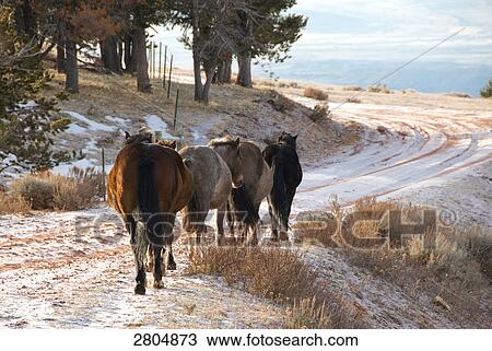 Stock Image - Mustang (Equus ferus caballus) horses walking on snowy road, Mt Pryor, Wyoming, USA . Fotosearch