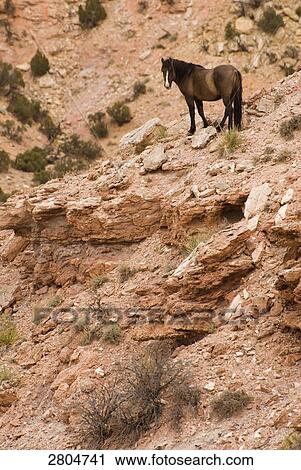 Mustang (Equus ferus caballus) standing on mountain, Mt Pryor, Wyoming, USA View Large Photo Image Stock Image - Mustang (Equus ferus caballus) standing on mountain, Mt Pryor, Wyoming, USA . Fotosearch