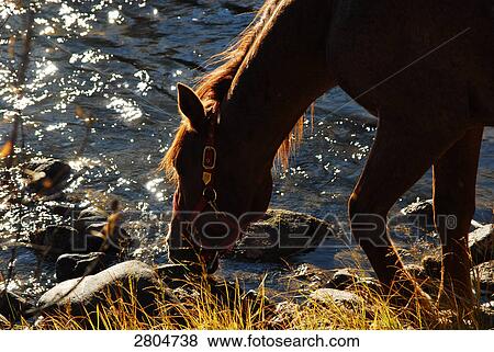 Mustang horse drinking water in river View Large Photo Image Stock Photo - Mustang horse drinking water in river . Fotosearch