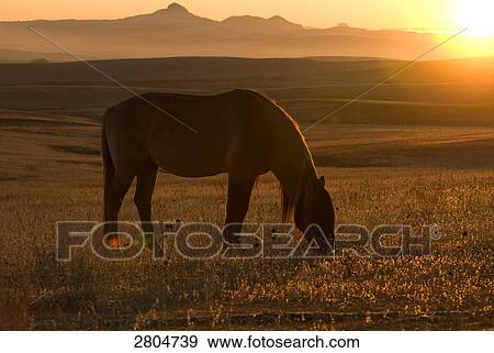 Stock Photo - Mustang horse grazing in field at dusk, Wyoming, USA . Fotosearch