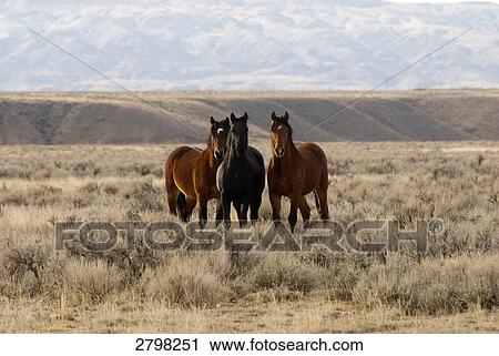 Mustang horses standing in field, Wyoming, USA View Large Photo Image Stock Image - Mustang horses standing in field, Wyoming, USA . Fotosearch