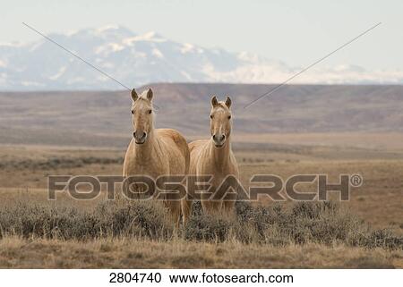 Mustang horses standing in field with mountain range in background, Mt Mccullough, Wyoming, USA  View Large Photo Image Stock Image - Mustang horses standing in field with mountain range in background, Mt Mccullough, Wyoming, USA . Fotosearch