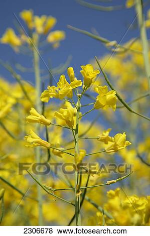 Oilseed Rape (Brassica Napus) flowers blooming in field View Large Photo Image Stock Photo - Oilseed Rape (Brassica Napus) flowers blooming in field . Fotosearch