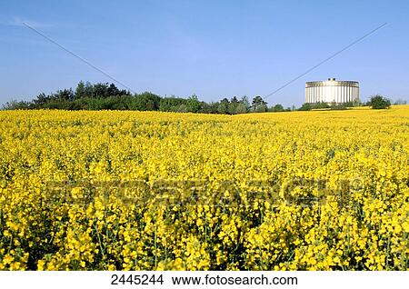 Picture - Oilseed rape field in front of museum, Bad Frankenhausen, Thuringia, Germany . Fotosearch
