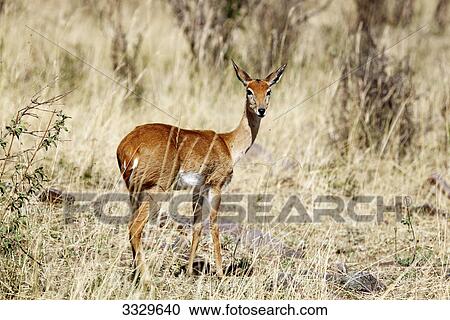 Stock Image - Oribi (Ourebia ourebi), Masai Mara National Reserve, Kenya, side view . Fotosearch