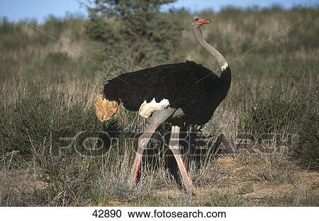 Stock Image - Ostrich (Struthio camelus) walking in forest, Kalahari Gemsbok National Park, South Africa . Fotosearch