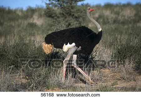 Ostrich walking in forest View Large Photo Image Stock Photo - Ostrich walking in forest . Fotosearch
