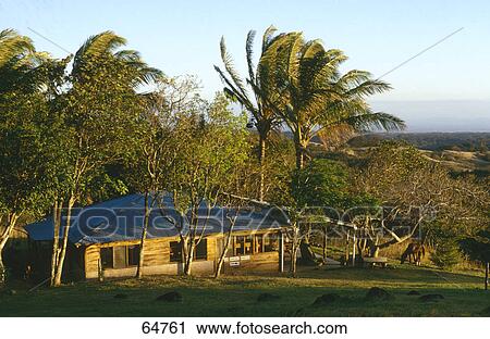 Stock Image - Palm trees in front of house, Costa Rica . Fotosearch