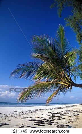 Palm trees on beach, Caribbean Sea View Large Photo Image Stock Photo - Palm trees on beach, Caribbean Sea . Fotosearch
