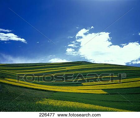 Panoramic view of fields on landscape, China View Large Photo Image Stock Photo - Panoramic view of fields on landscape, China . Fotosearch