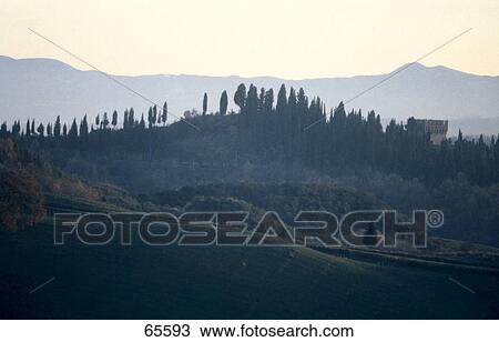 Stock Image - Panoramic view of trees on landscape, Toscana, Sienna, Tuscany, Italy . Fotosearch