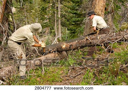 Park rangers cutting tree in forest, Weminuche Wilderness, Colorado, USA View Large Photo Image Stock Photo - Park rangers cutting tree in forest, Weminuche Wilderness, Colorado, USA . Fotosearch