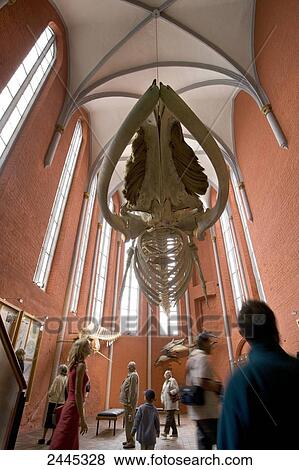 Stock Photo - People near skeleton of fin whale hung from ceiling, Deutsches Meeresmuseum, Stralsund, Germany . Fotosearch