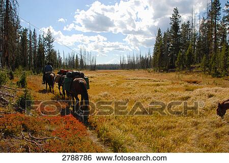 Person riding horse in forest, Yellowstone National Park, Wyoming, USA View Large Photo Image Stock Photograph - Person riding horse in forest, Yellowstone National Park, Wyoming, USA . Fotosearch