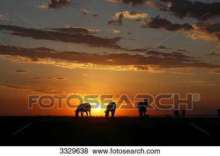 Stock Photo - Plains Zebras (Equus quagga) at sunset, Masai Mara National Reserve, Kenya . Fotosearch