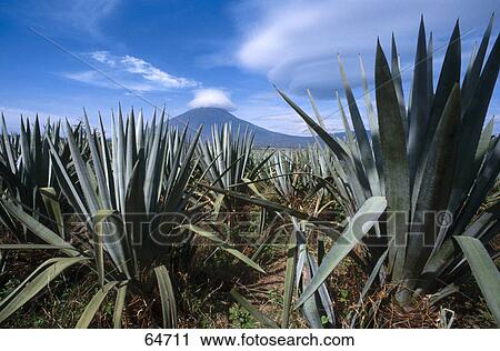 Plants on rural landscape under cloudy sky, El Salvador View Large Photo Image Stock Image - Plants on rural landscape under cloudy sky, El Salvador . Fotosearch