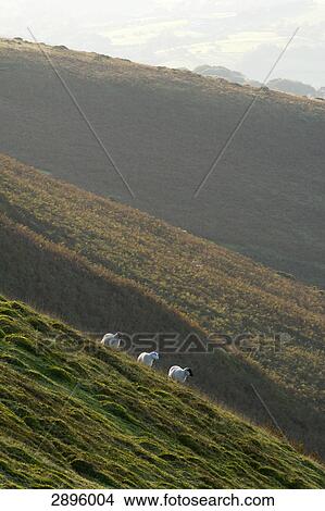 Picture - Powys, Mid Wales, UK . Fotosearch