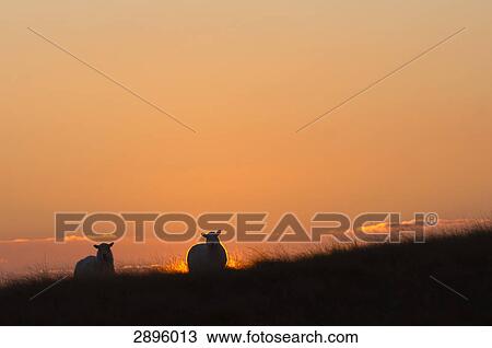 Powys, Mid Wales, UK View Large Photo Image Stock Image - Powys, Mid Wales, UK . Fotosearch