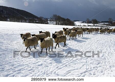 Stock Photo - Powys, Mid Wales, UK . Fotosearch