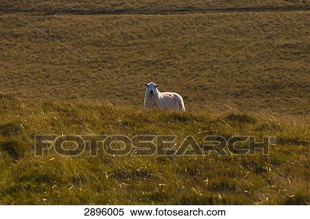 Powys, Mid Wales, UK View Large Photo Image Stock Photography - Powys, Mid Wales, UK . Fotosearch