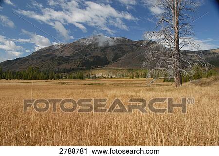 Reeds in field, Yellowstone National Park, Wyoming, USA View Large Photo Image Stock Image - Reeds in field, Yellowstone National Park, Wyoming, USA . Fotosearch