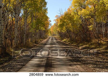 Road running through forest, Mount Zirkel Wilderness, Routt National Forest, Colorado, USA View Large Photo Image Stock Photo - Road running through forest, Mount Zirkel Wilderness, Routt National Forest, Colorado, USA . Fotosearch