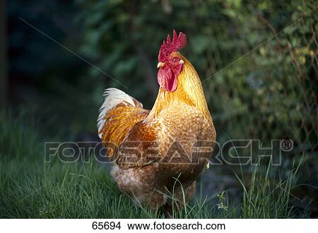 Rooster in field View Large Photo Image Picture - Rooster in field . Fotosearch