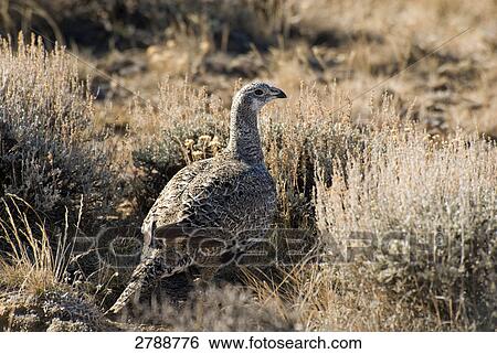 Ruffed grouse (Bonasa umbellus) in field, Wyoming, USA View Large Photo Image Stock Photograph - Ruffed grouse (Bonasa umbellus) in field, Wyoming, USA . Fotosearch