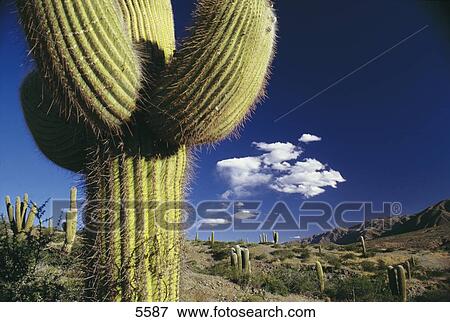 Saguaro cacti (Carnegiea gigantea) in field, Salta, Argentina View Large Photo Image Stock Photo - Saguaro cacti (Carnegiea gigantea) in field, Salta, Argentina . Fotosearch