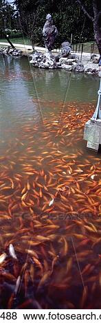 Stock Photo - School of Goldfish (Carassius Auratus) swimming in water, China . Fotosearch