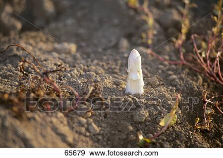 Seedling of asparagus growing in field View Large Photo Image Stock Photo - Seedling of asparagus growing in field . Fotosearch