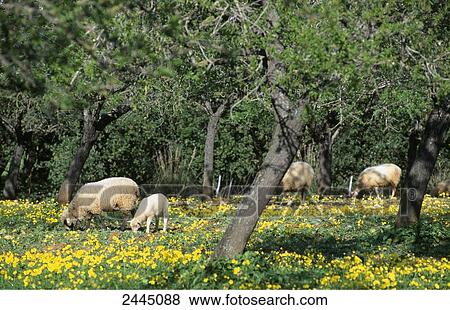 Stock Photo - Sheep and lamb grazing in field, Majorca, Balearic Islands, Spain . Fotosearch