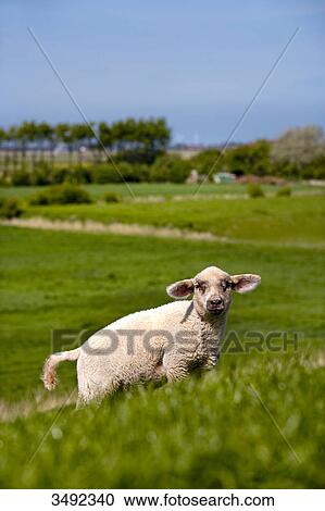 Sheep on a dyke, Pellworm, Schleswig-Holstein, Germany, low angle view View Large Photo Image Stock Image - Sheep on a dyke, Pellworm, Schleswig-Holstein, Germany, low angle view . Fotosearch